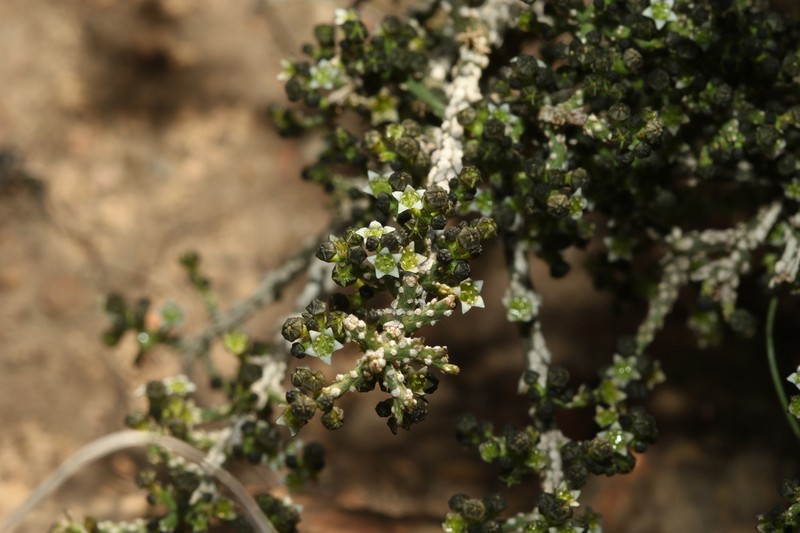 Thesium nigroperianthum photo 8