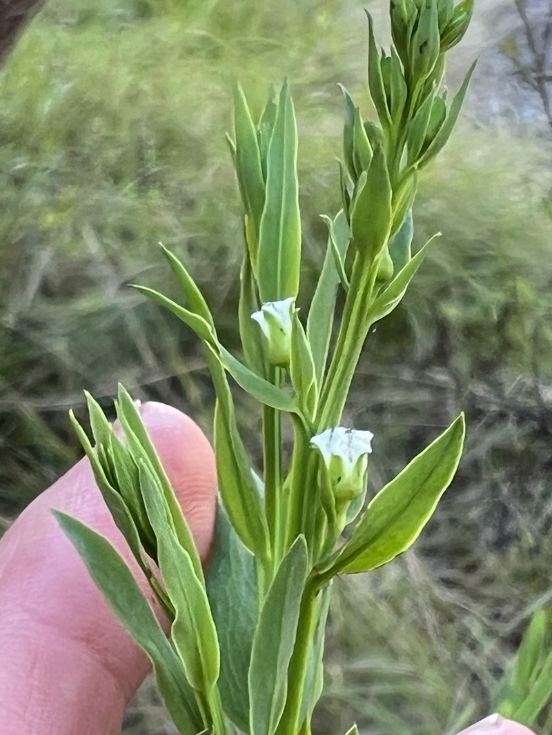 Thesium ovatifolium