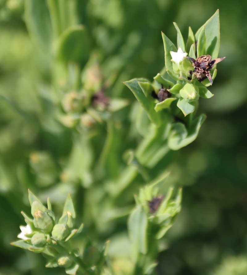 Thesium ovatifolium photo 2