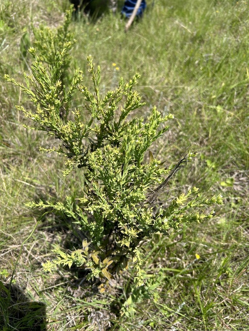 Thesium ovatifolium photo 3