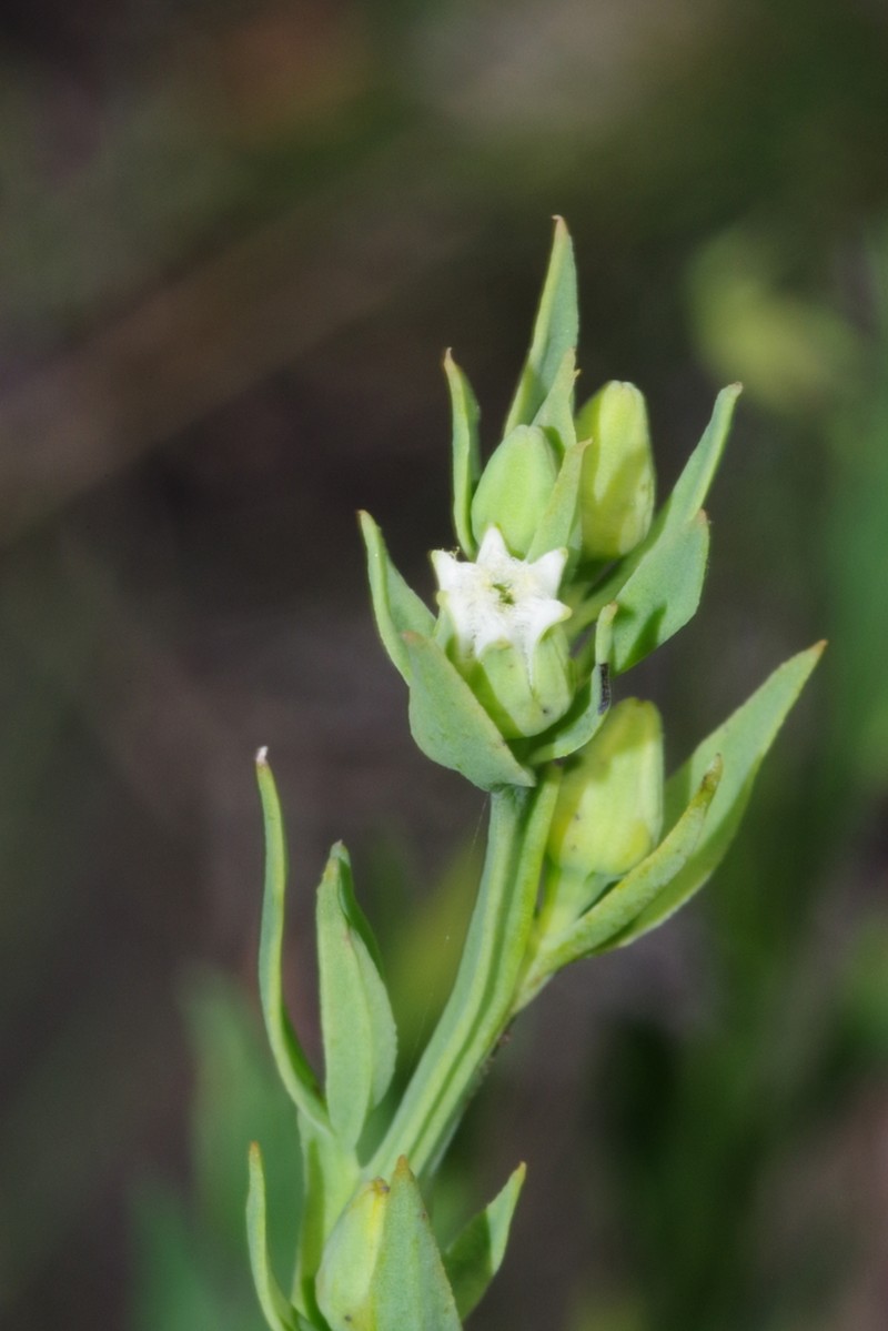 Thesium ovatifolium photo 4