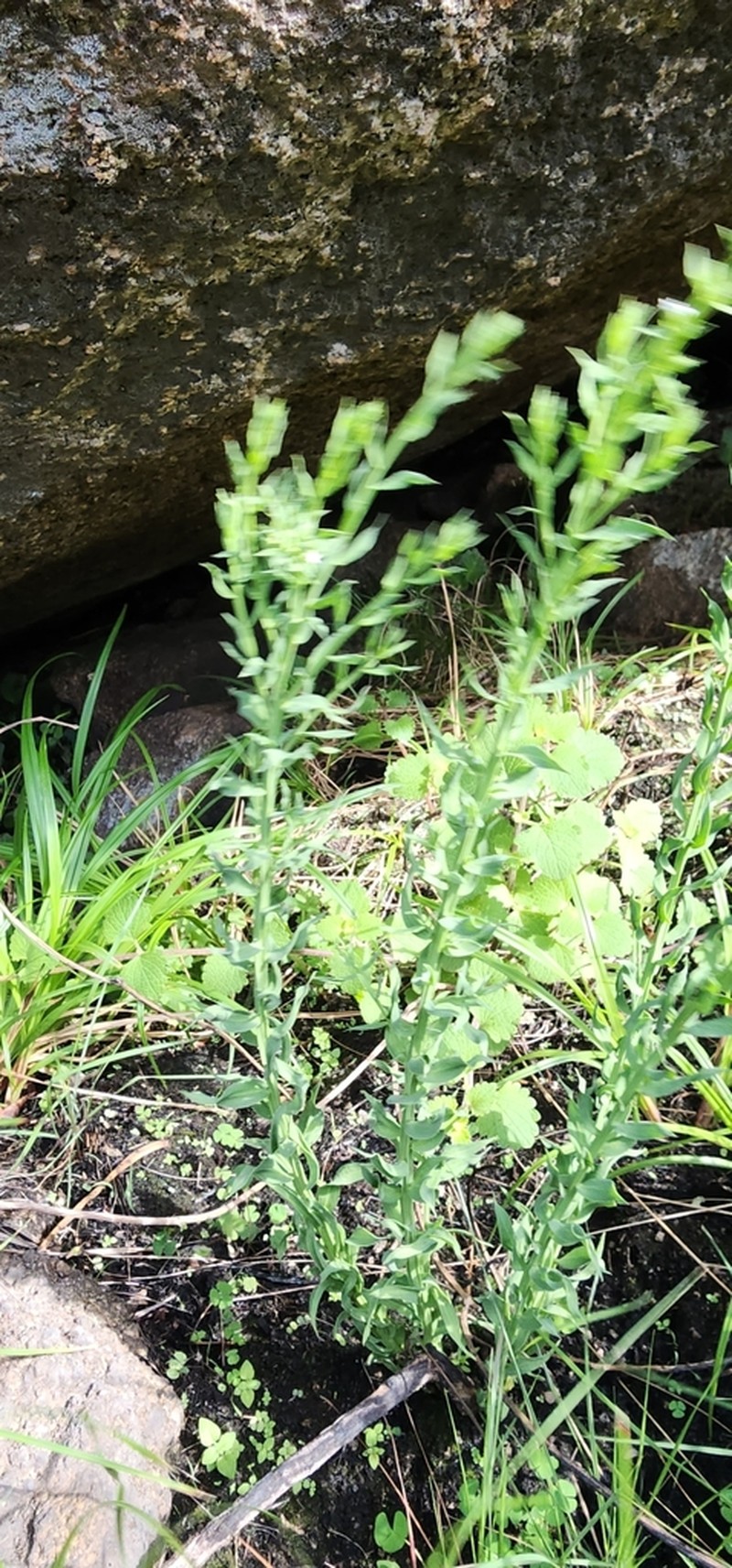Thesium ovatifolium photo 5