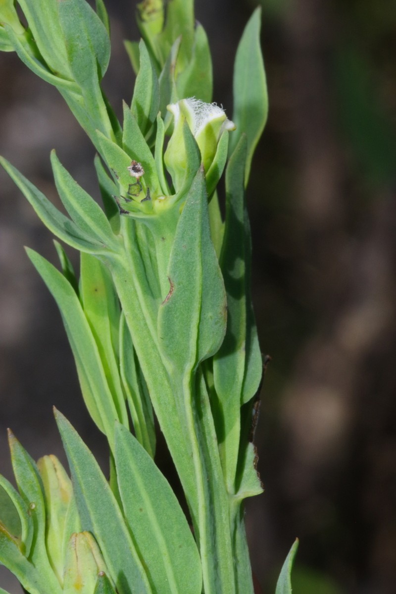 Thesium ovatifolium photo 6