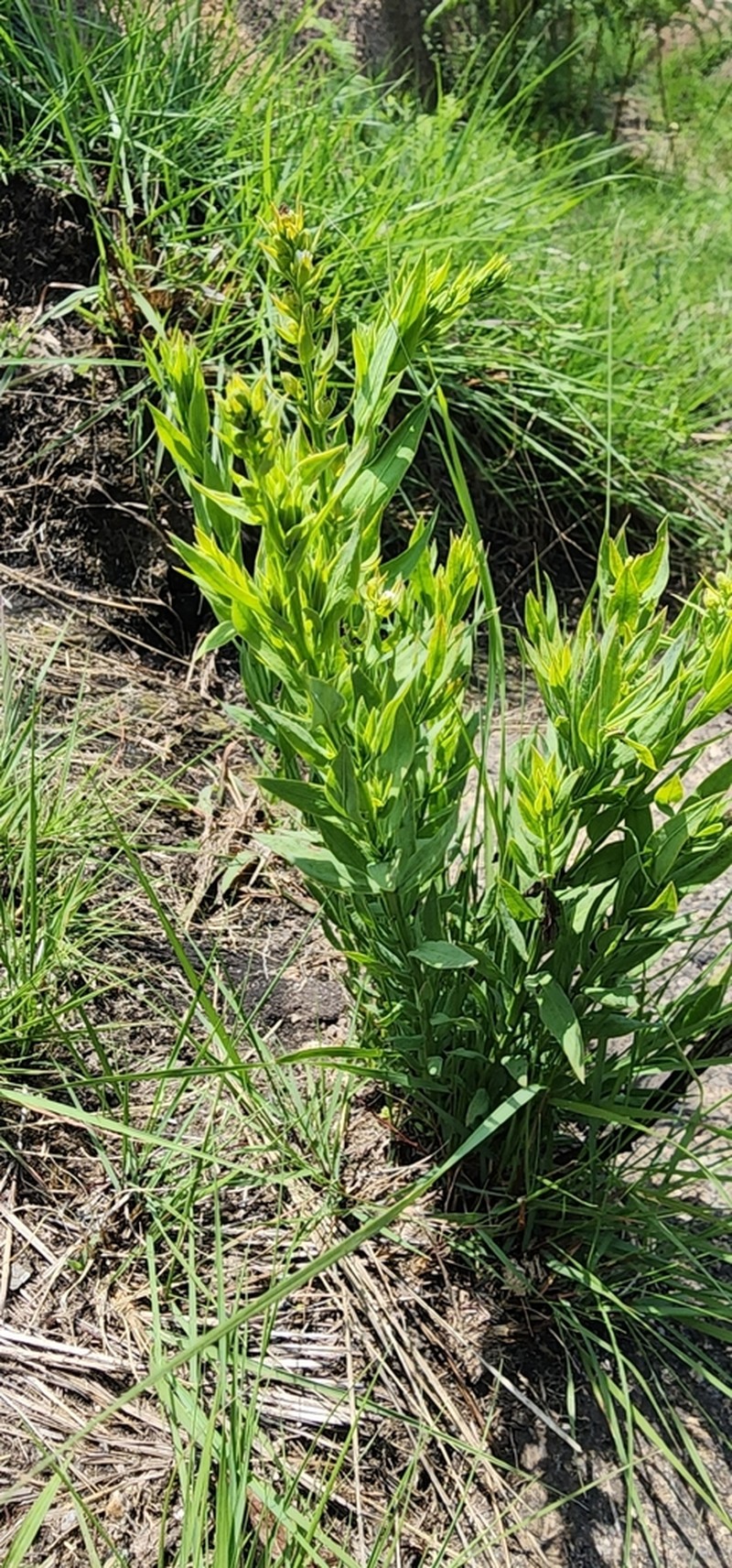Thesium ovatifolium photo 7