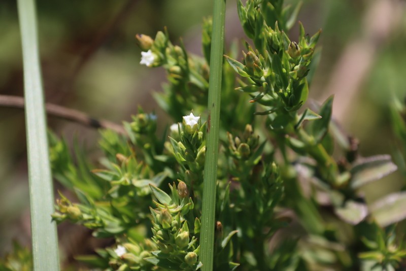 Thesium ovatifolium photo 8