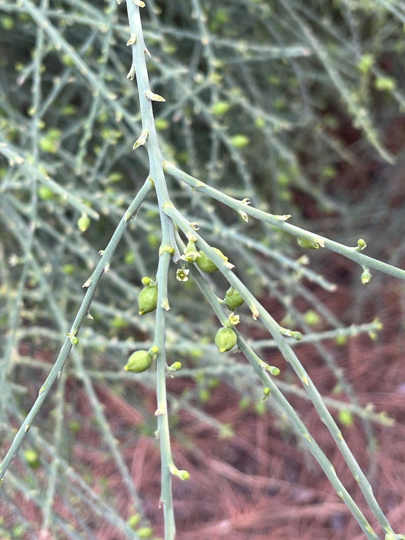 Thesium palmense photo 2