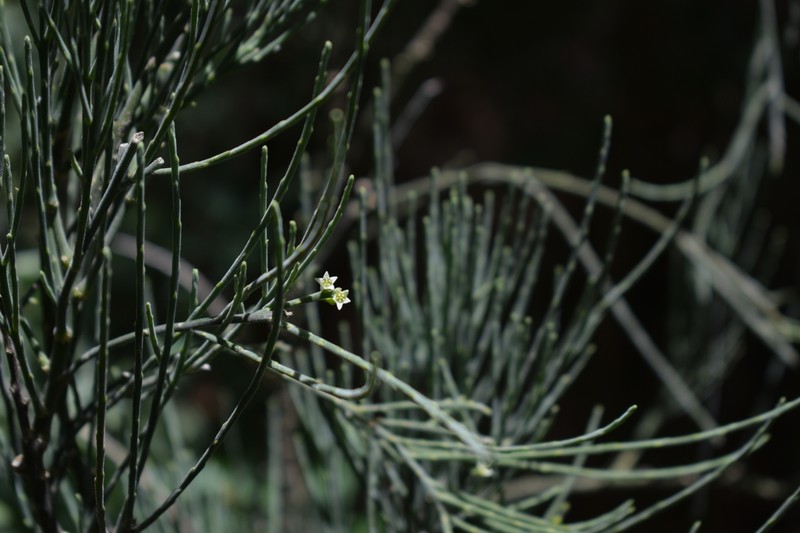 Thesium palmense photo 3