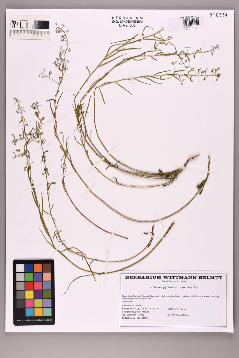 Thesium pyrenaicum subsp. alpestre