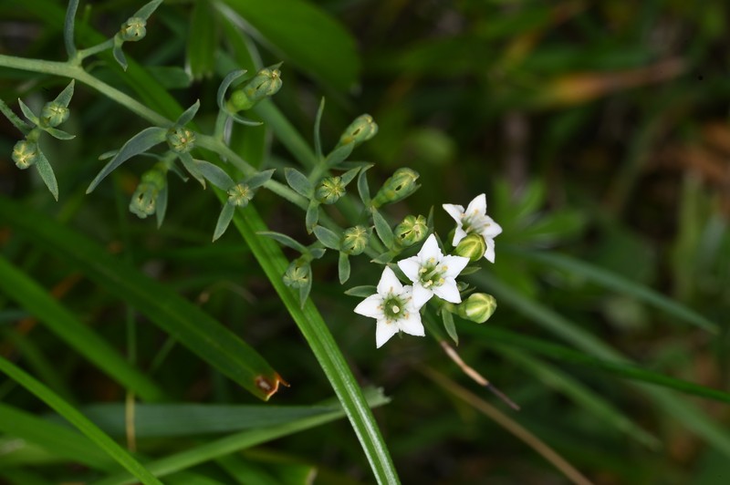 Thesium pyrenaicum subsp. pyrenaicum
