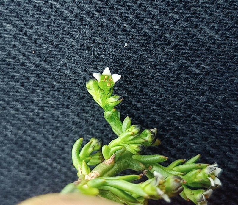 Thesium rhizomatum