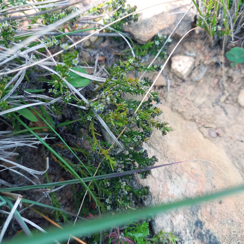 Thesium rhizomatum photo 4