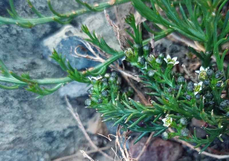 Thesium rhizomatum photo 5