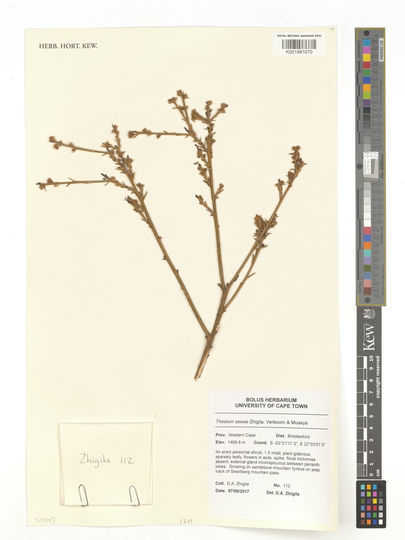 Thesium sawae
