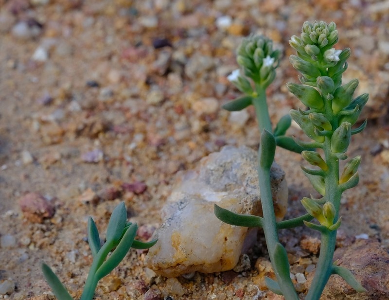 Thesium schmiedeliae photo 2
