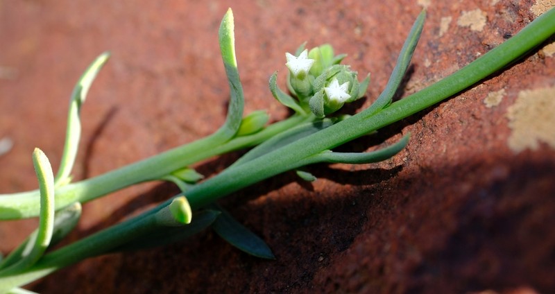Thesium schmiedeliae photo 3