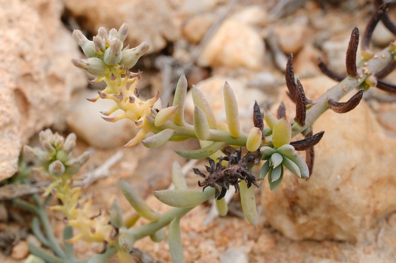 Thesium schmiedeliae photo 4