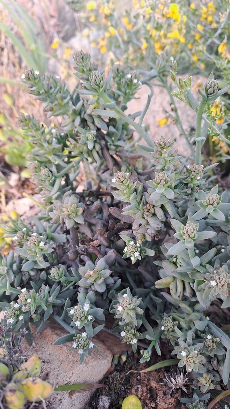Thesium schmiedeliae photo 5
