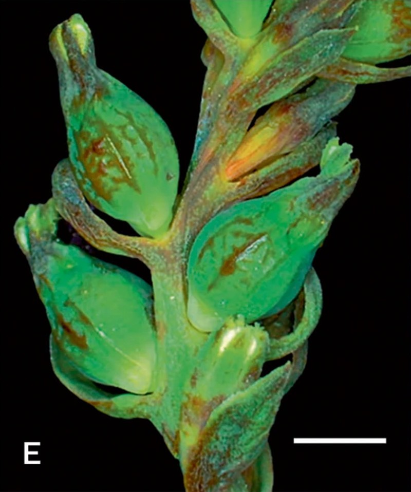 Thesium schmiedeliae