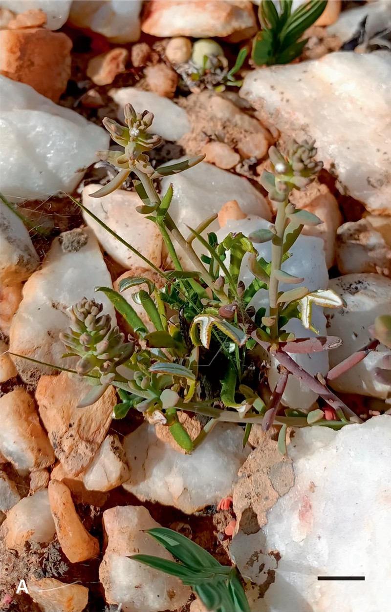 Thesium schmiedeliae photo 6