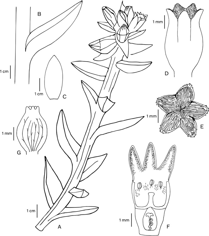 Thesium schmiedeliae photo 7