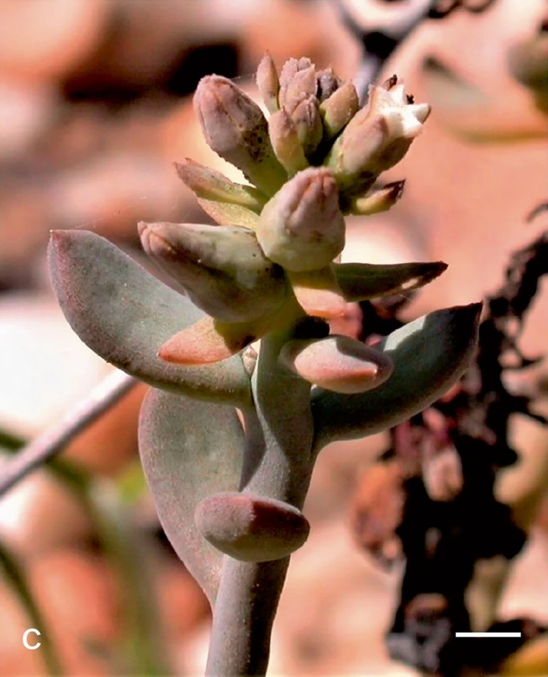 Thesium schmiedeliae photo 8