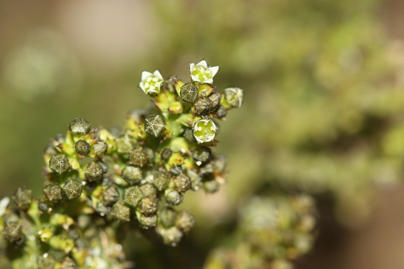 Thesium stirtonii