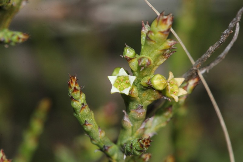 Thesium stirtonii photo 2