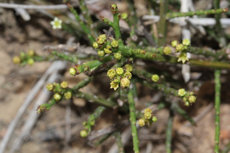 Thesium stirtonii photo 3