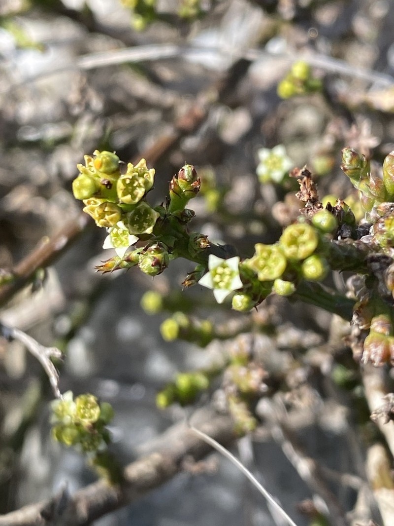 Thesium stirtonii photo 5