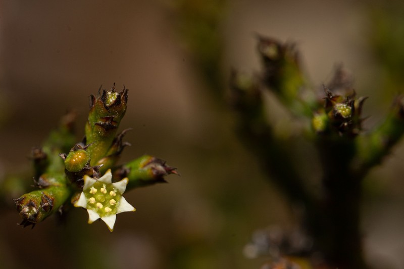 Thesium stirtonii photo 6