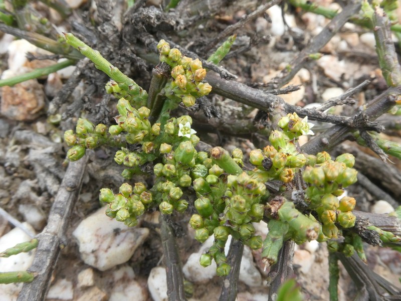 Thesium stirtonii photo 7