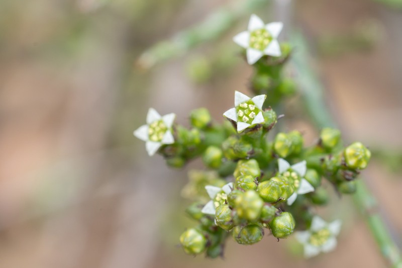 Thesium stirtonii photo 8