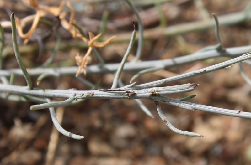Thesium subnudum var. subnudum