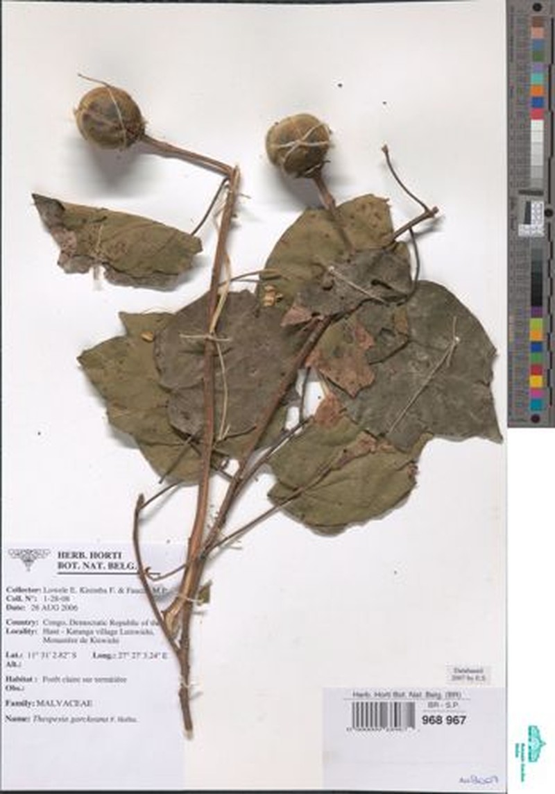 Thespesia garckeana var. garckeana