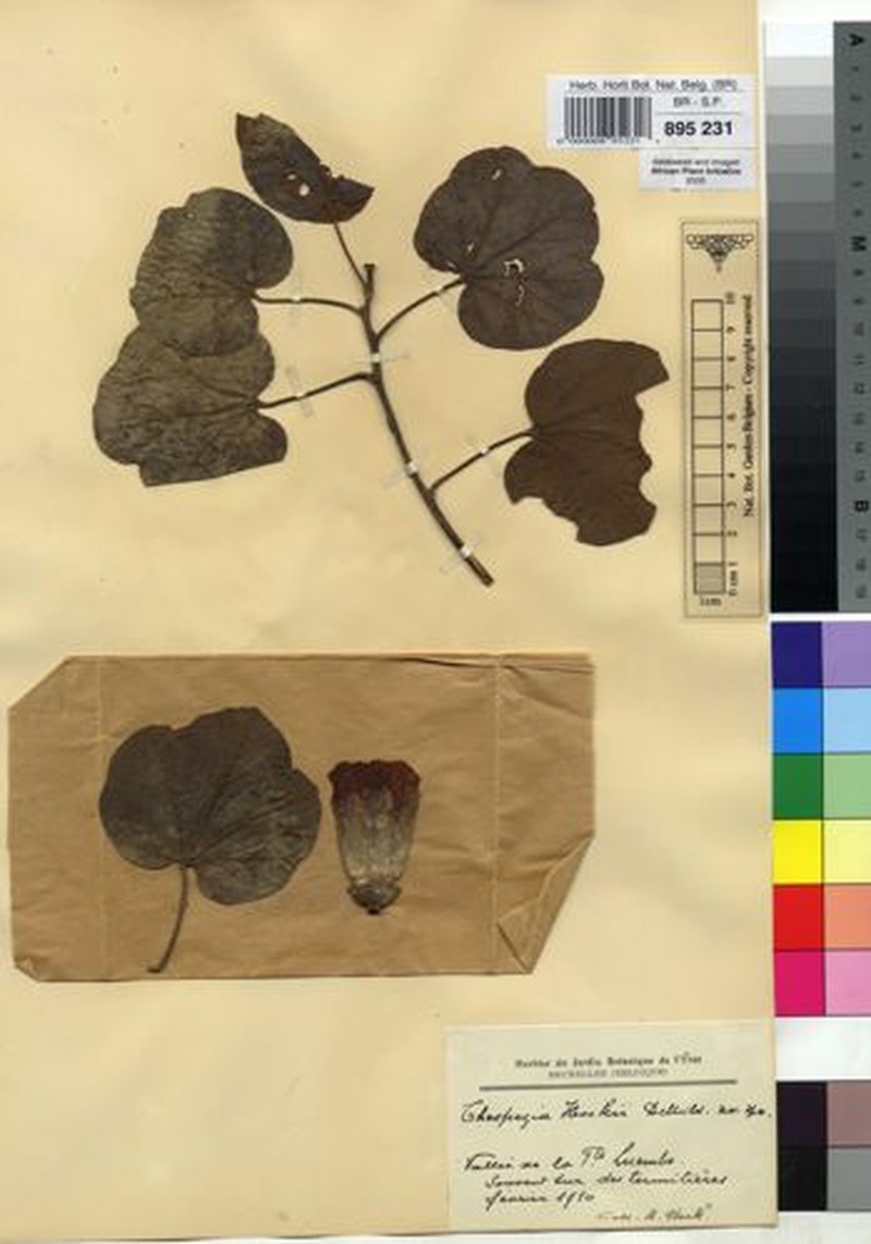 Thespesia garckeana var. garckeana photo 2