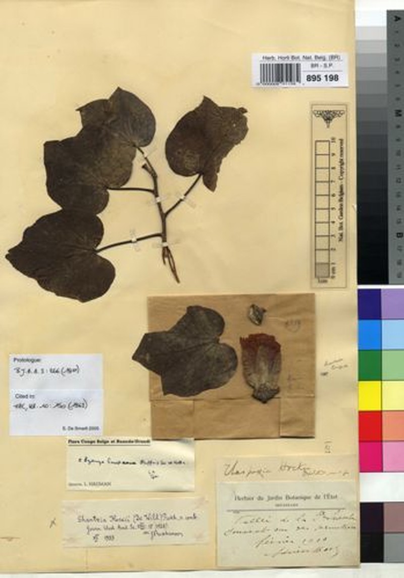 Thespesia garckeana var. garckeana photo 3