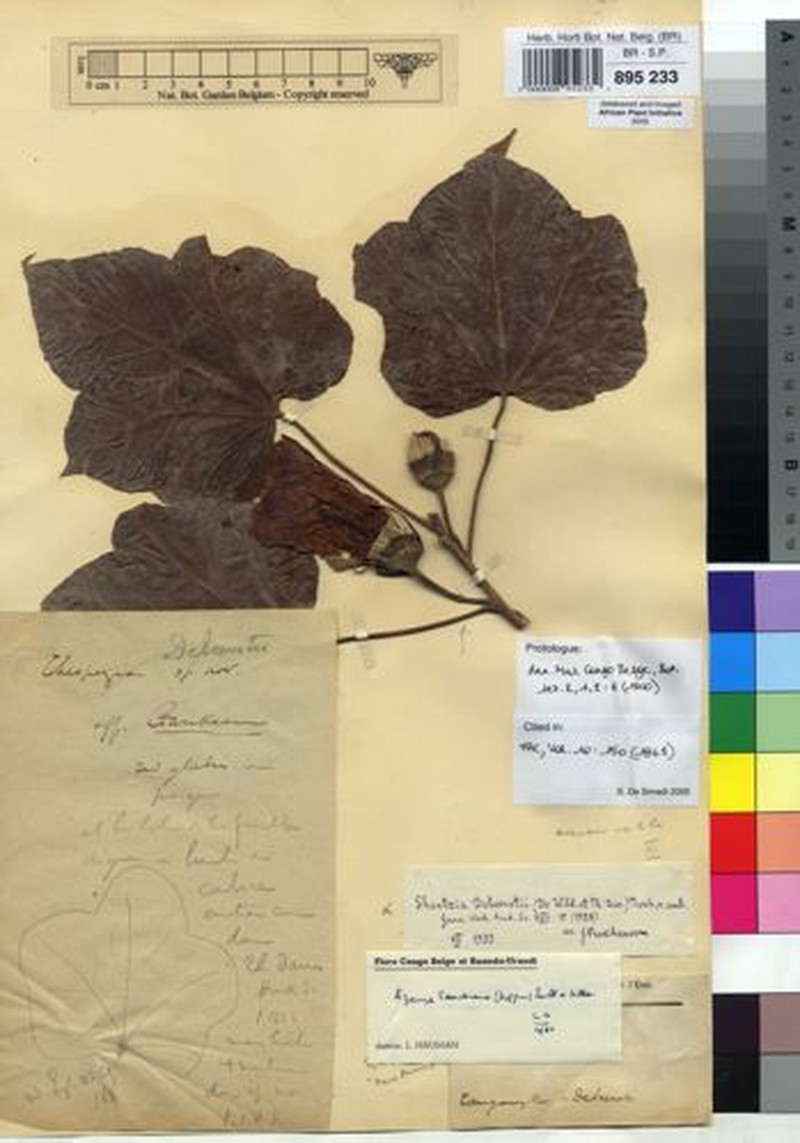 Thespesia garckeana var. garckeana photo 4