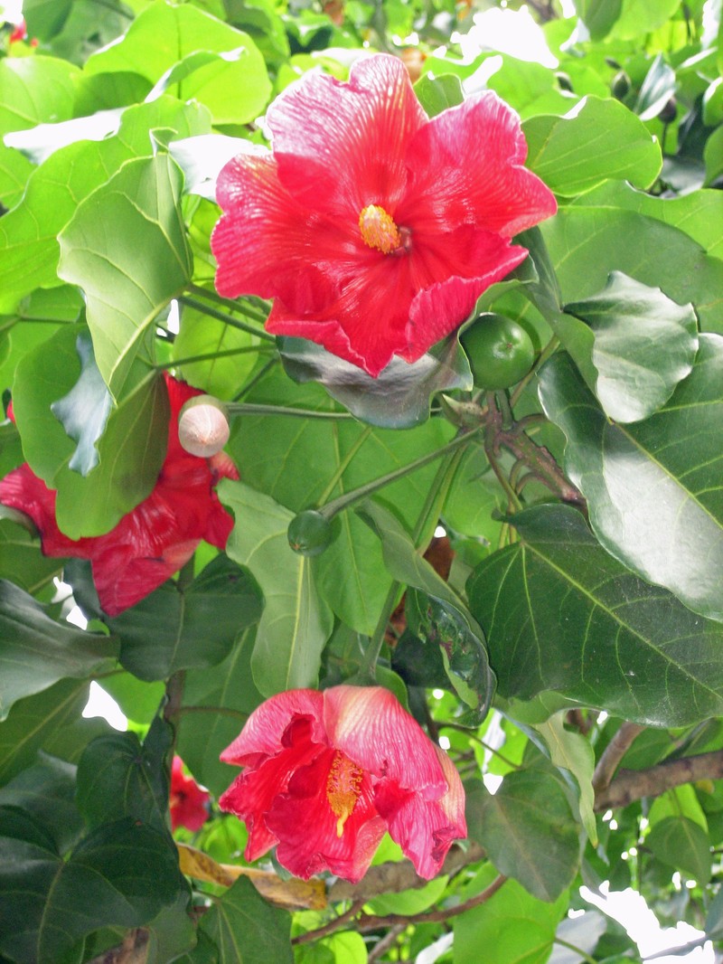 Maga photo 3