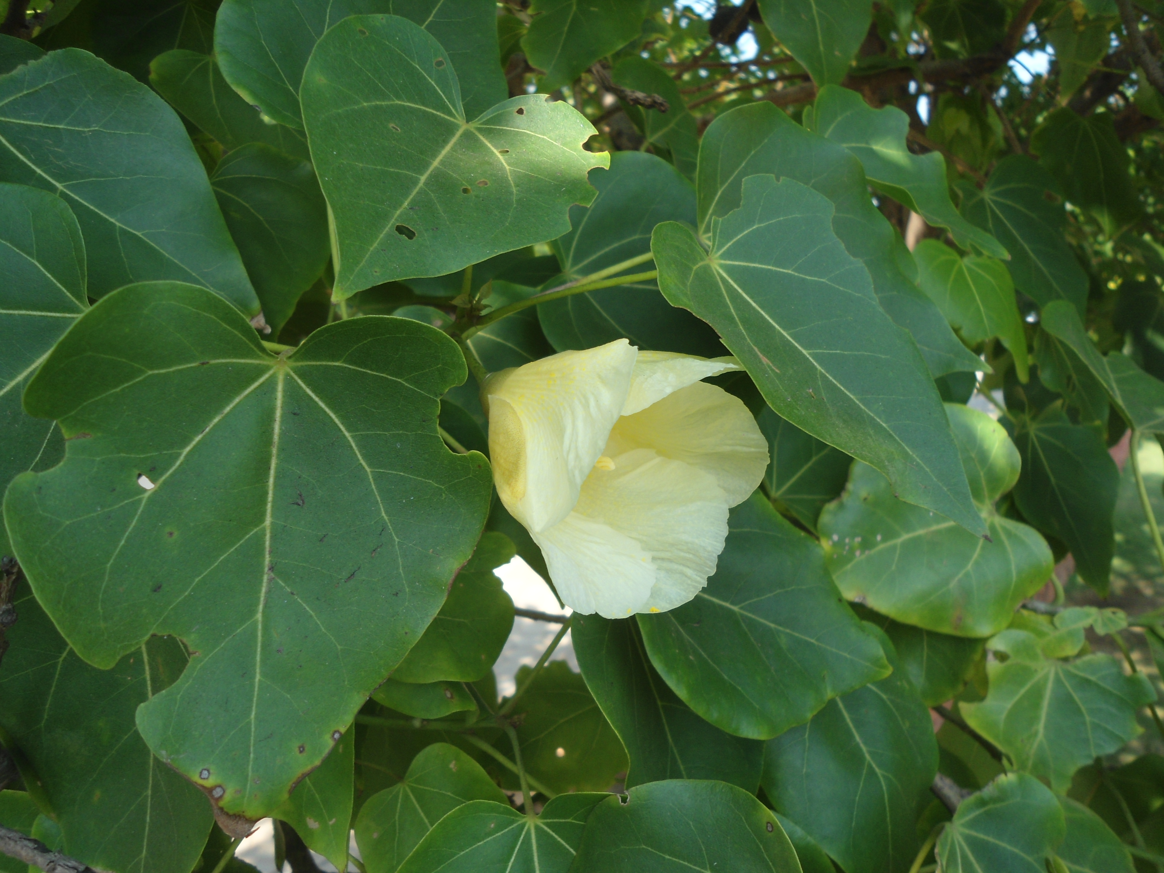 Portia Tree photo 7