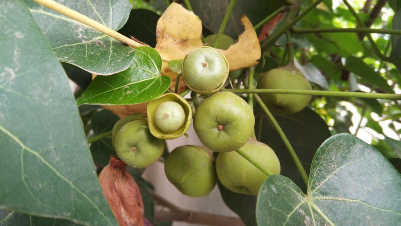 Portia Tree photo 8
