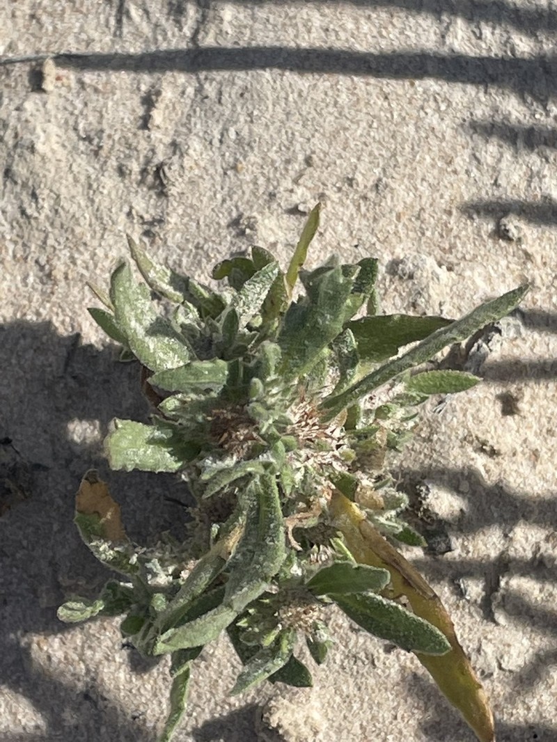 Thespidium basiflorum photo 2