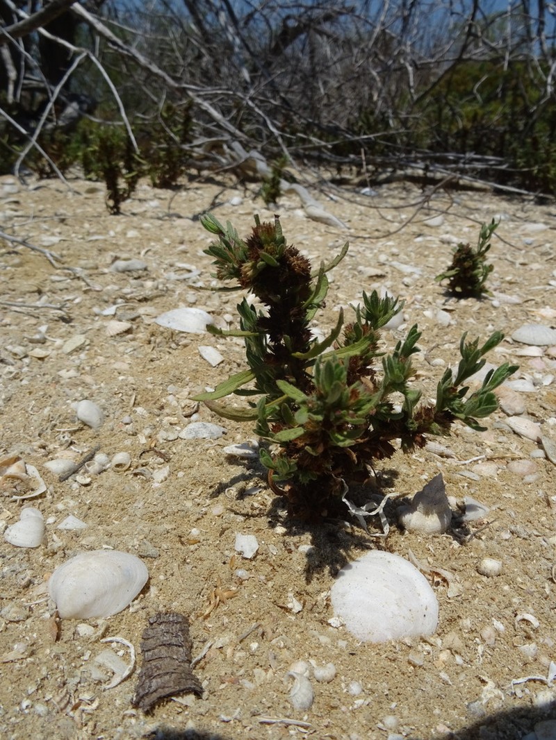 Thespidium basiflorum photo 3