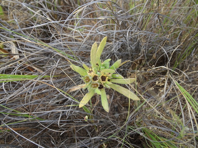 Thespidium basiflorum photo 4