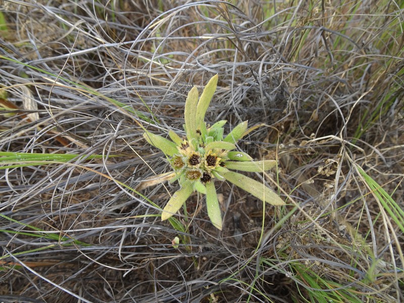 Thespidium basiflorum photo 6