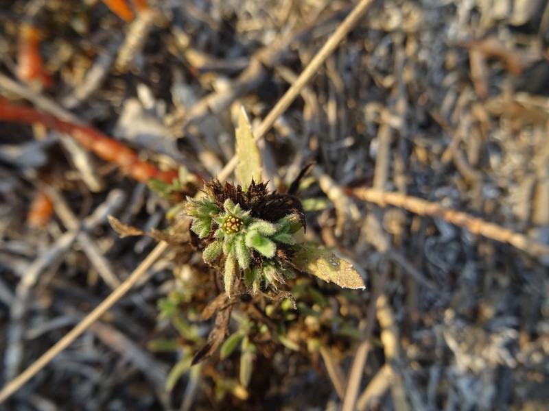 Thespidium basiflorum photo 7