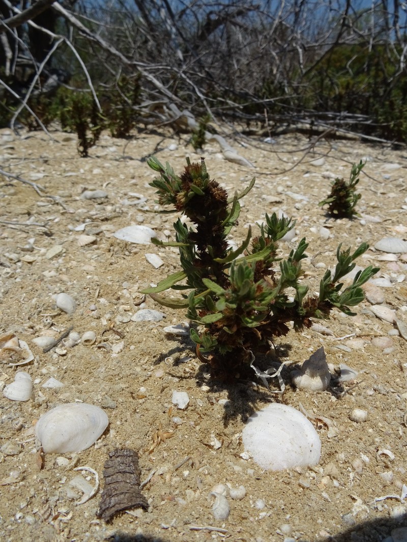 Thespidium basiflorum photo 8