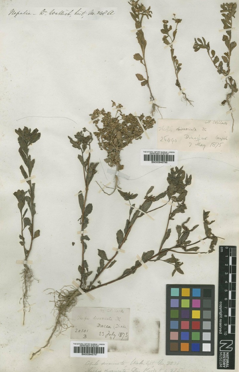 Thespis divaricata
