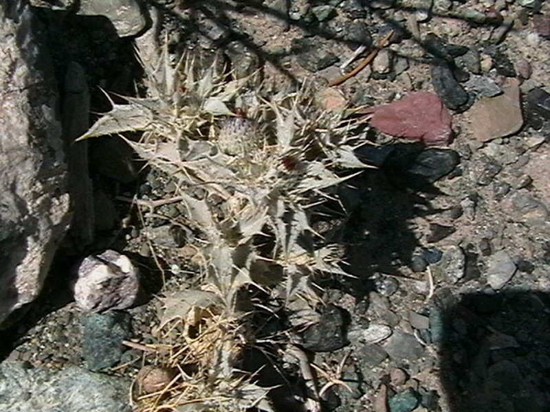 Thevenotia persica photo 2