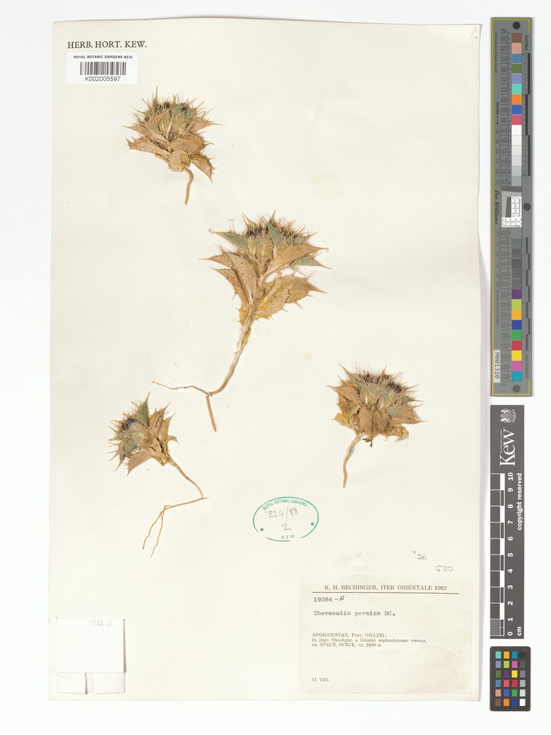 Thevenotia persica photo 3