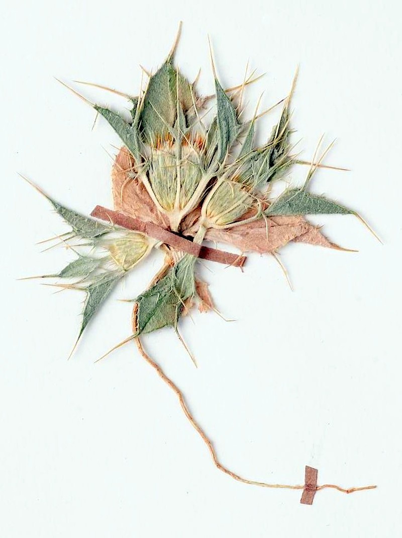 Thevenotia persica